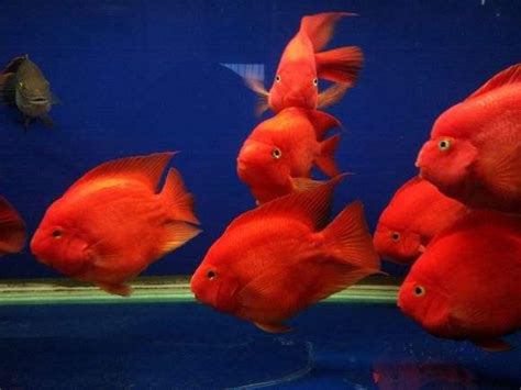 紅色淡水魚 單人床 風水